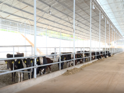 云南省臨滄耿馬縣四排山鄉(xiāng)肉牛養(yǎng)殖場引入進口肉牛