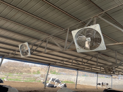 牛舍風(fēng)機有效幫助牛場解決牛只的熱應(yīng)激問題