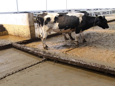 牛場(chǎng)清糞機(jī)的日常維護(hù)保養(yǎng)要點(diǎn)