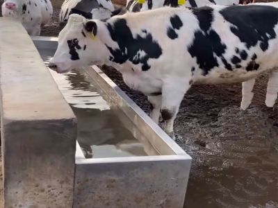 牛喝冷水容易腸胃不適，試試這款恒溫飲水槽
