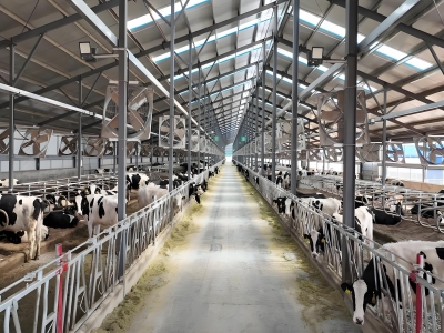 牛羊養(yǎng)殖開啟"科技放牧"時代：智能設(shè)備讓養(yǎng)牛養(yǎng)羊更省心